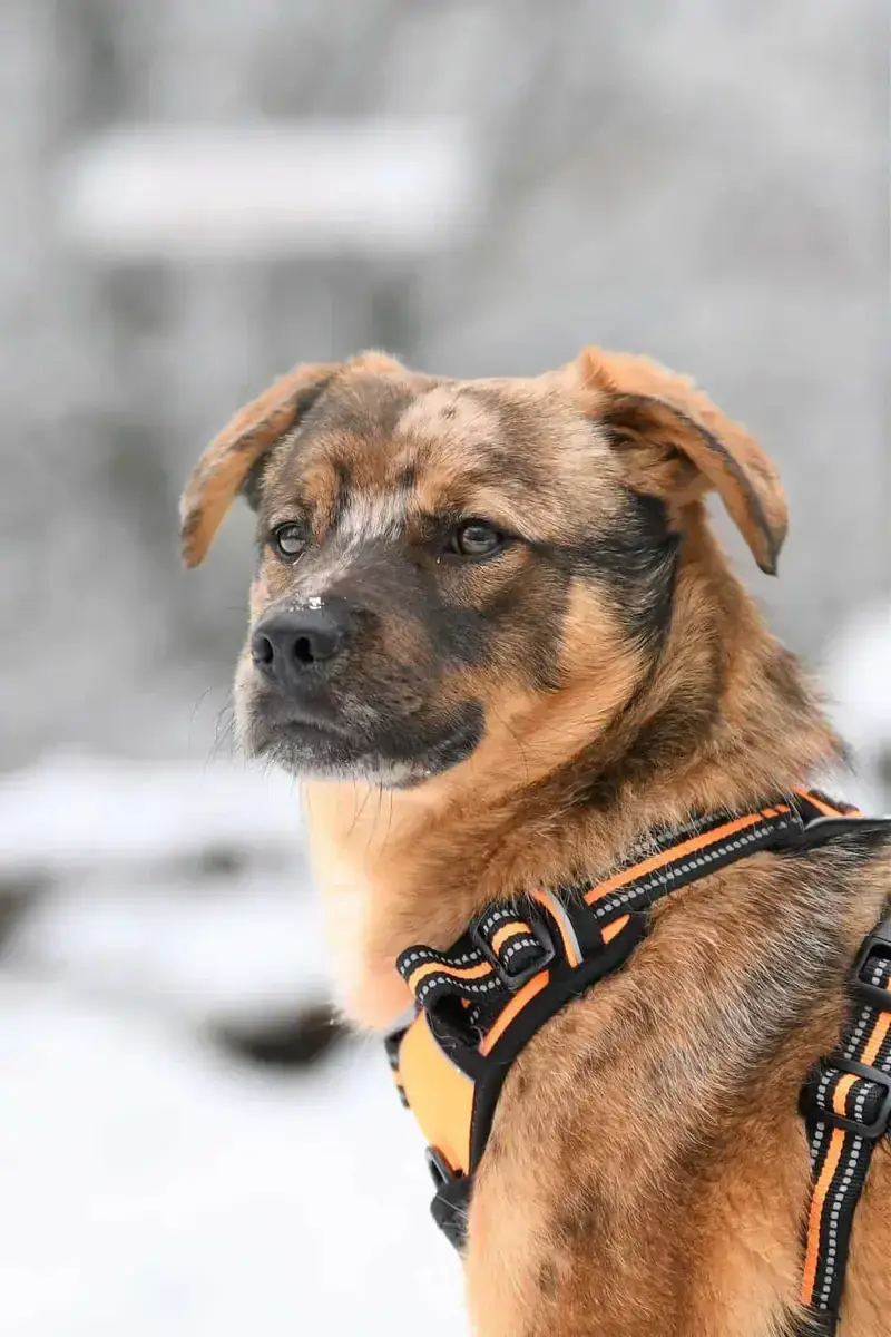 Helmut -  - Bild 9