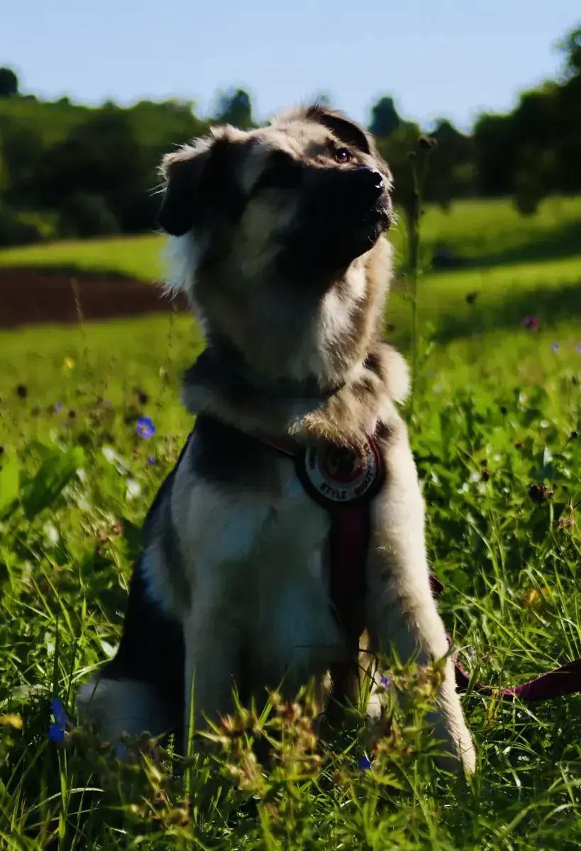 Suki -  - Bild 3