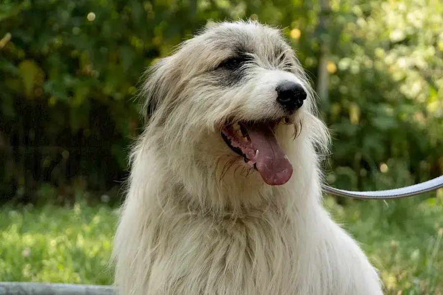 Salo -  - Bild 8