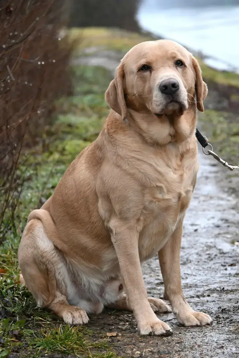 Benito - Labrador Retriever - Bild 4