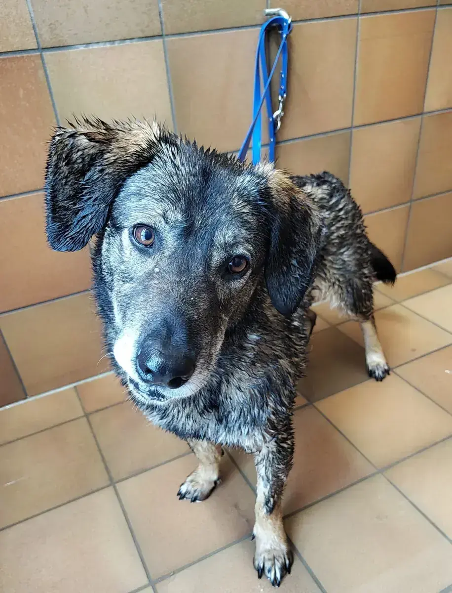 Hund Azia