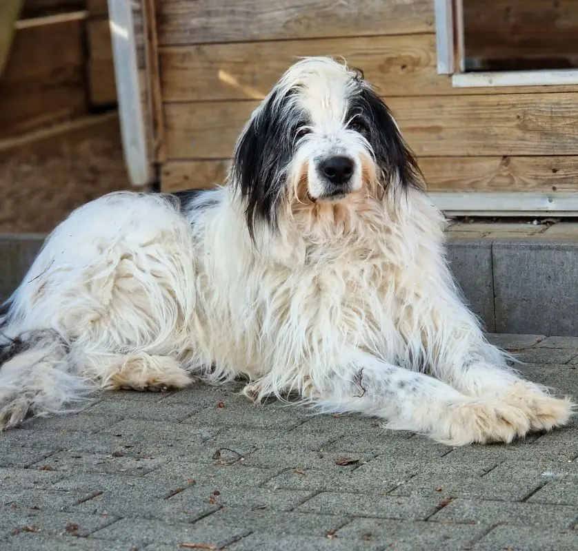 Toto -  - Bild 4
