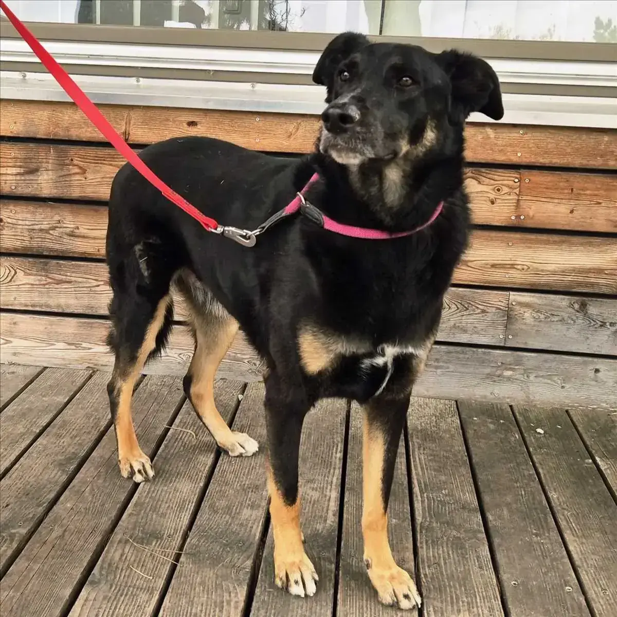 BALU - Deutscher Schäferhund, Dobermann - Bild 1