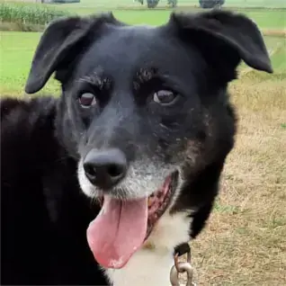 Border Collie-Mix Sammy