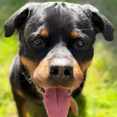Rottweiler Eros