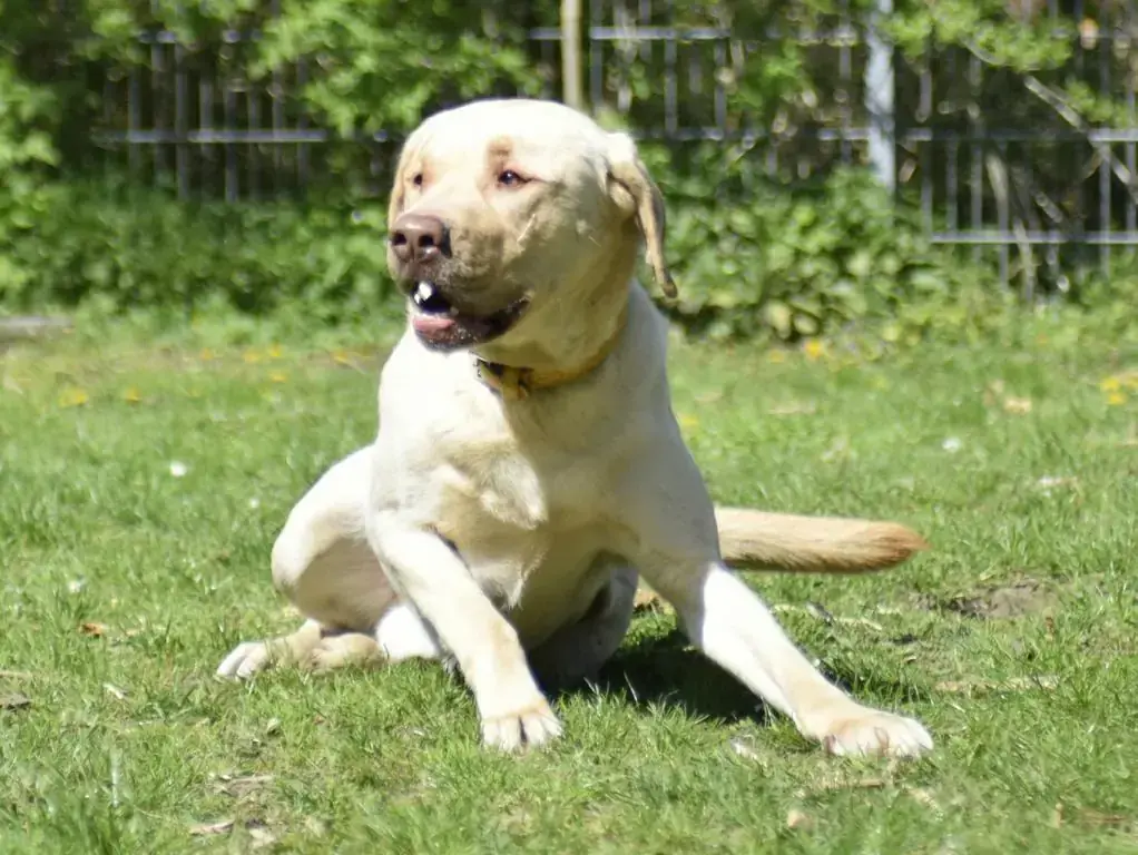 Sammy - Labrador Retriever - Bild 2