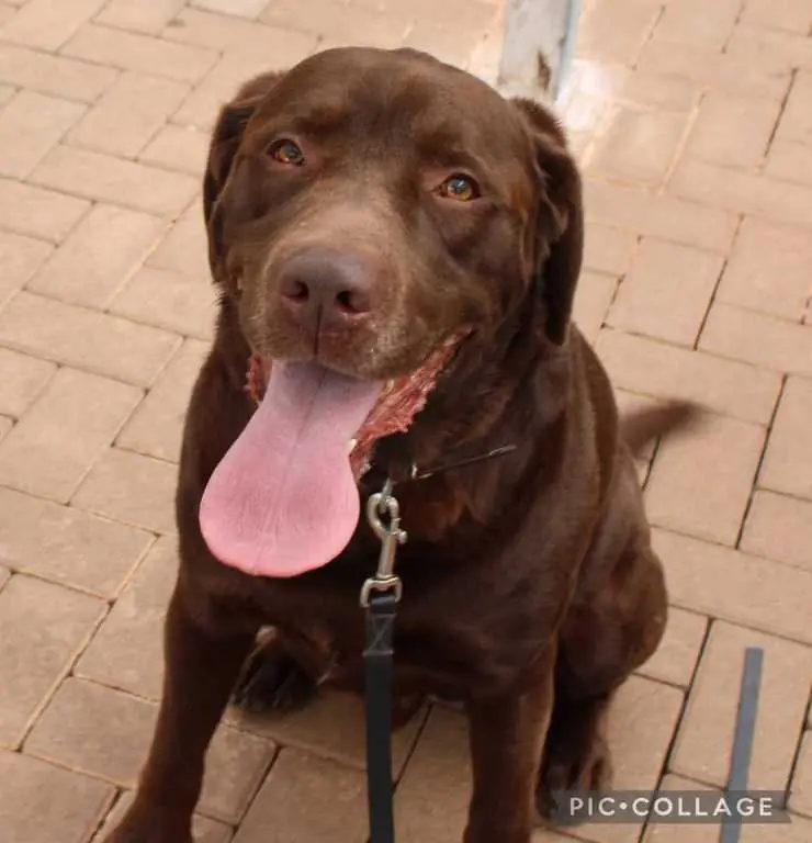 Neo - Labrador Retriever - Bild 4