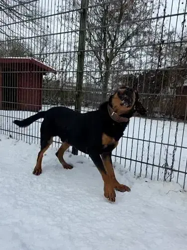 Bingo - Rottweiler - Bild 2