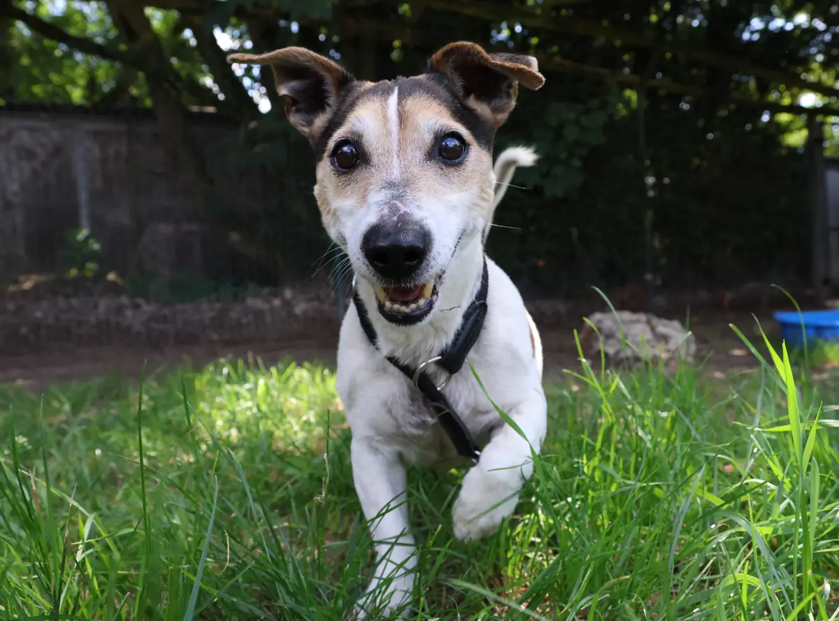 Grumpy - Jack Russell Terrier - Bild 4