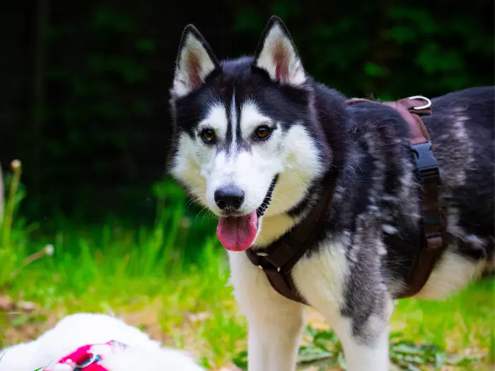Floki -  - Bild 3