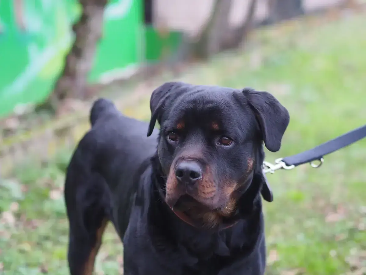 Githar - Rottweiler - Bild 2