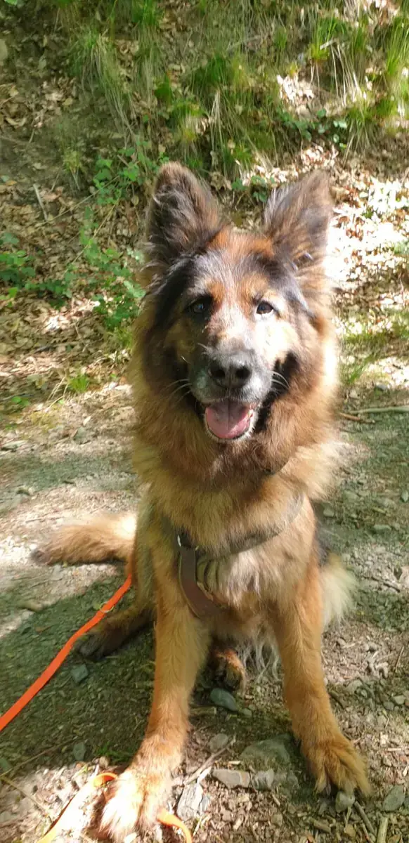 Bonnie - Deutscher Schäferhund - Bild 7