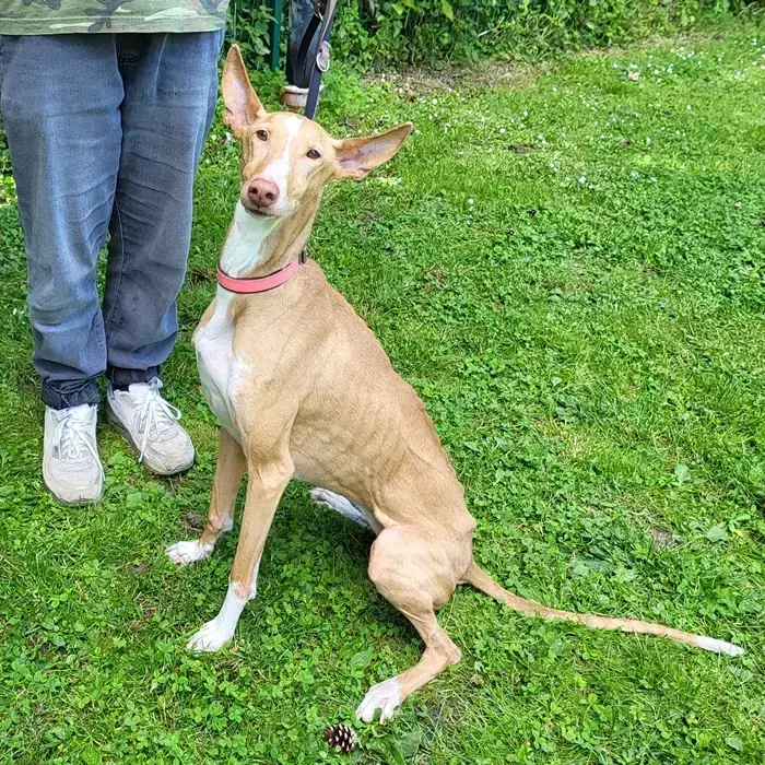 Podenco Canario-Mix Cleo