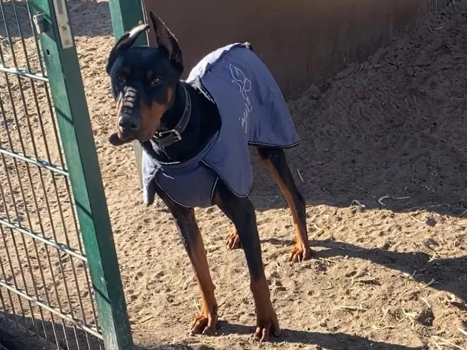 Dobermann Xavier