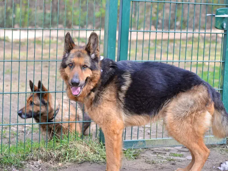 Dex - Deutscher Schäferhund - Bild 7