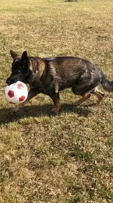 Ricco – Deutscher Schäferhund – Bild 5