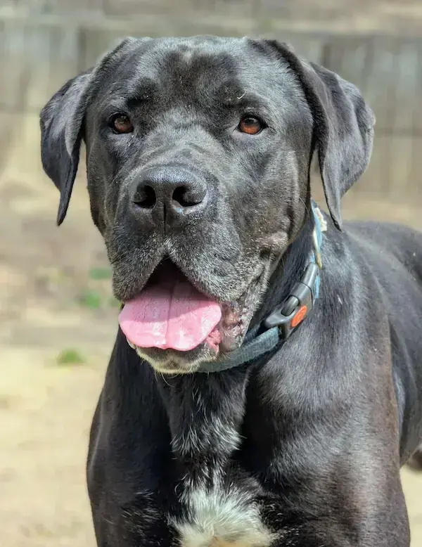 Chef - Cane Corso Italiano - Bild 1