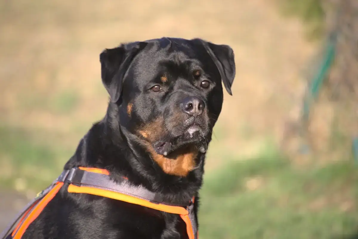 Eick - Rottweiler - Bild 2
