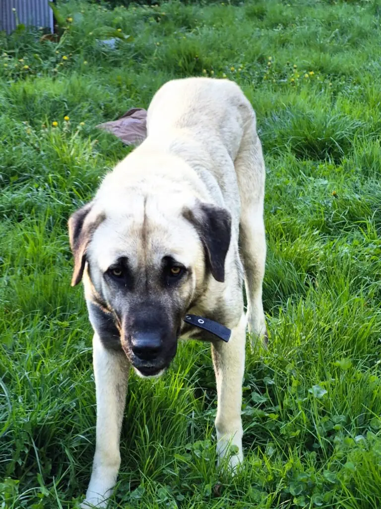 Otis - Kangal-Hirtenhund - Bild 6