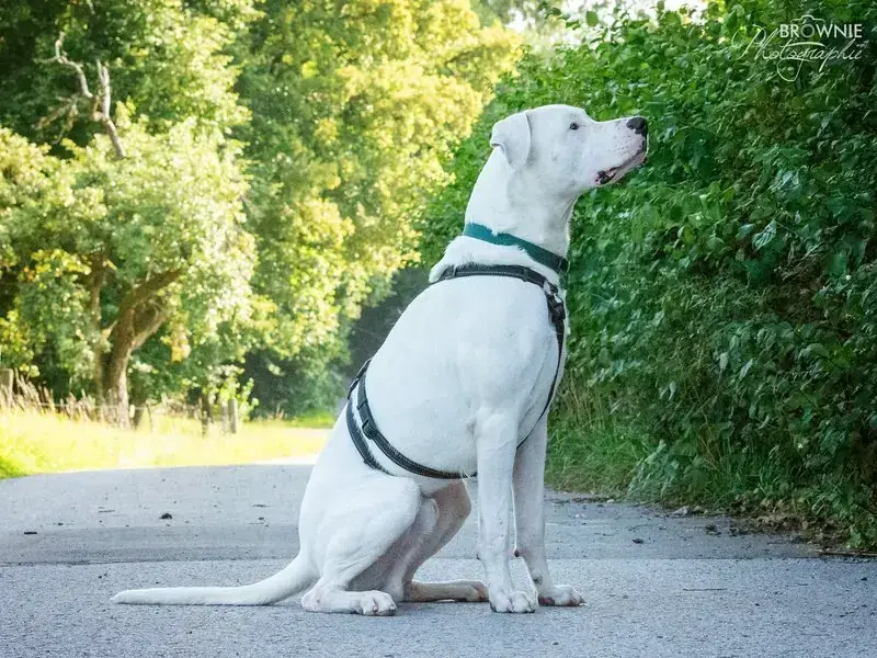 Bones - Dogo Argentino - Bild 8