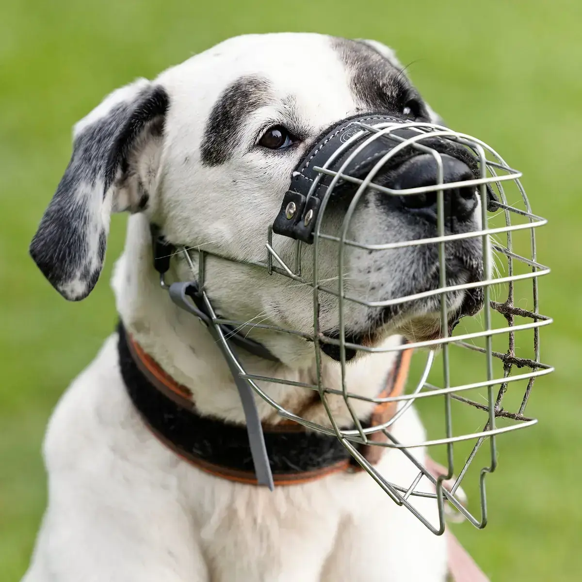 Konfetti - Dalmatiner - Bild 2