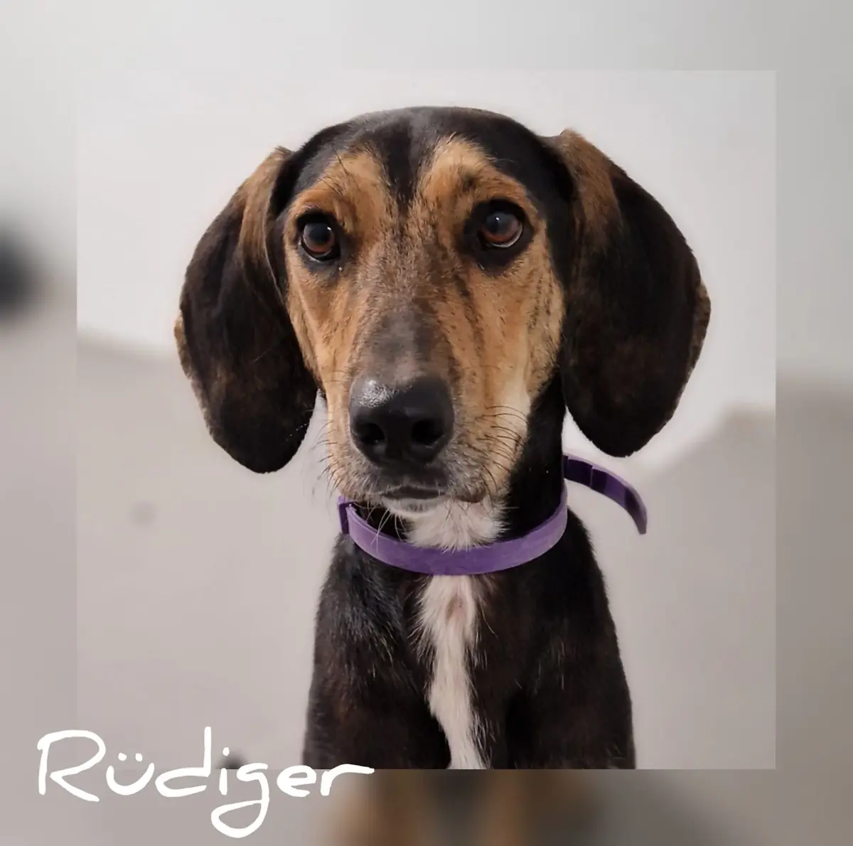 Rüdiger -  - Bild 6