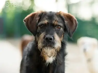 Cooper – Mischling – Bild 2