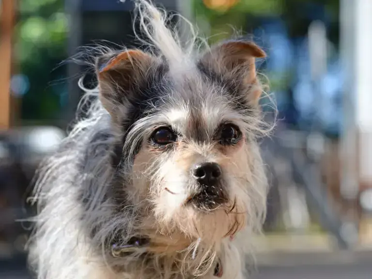 Flauschi -  - Bild 11