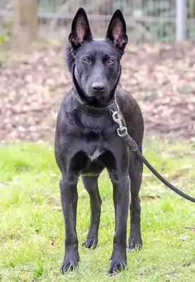 Greta – Deutscher Schäferhund – Bild 12