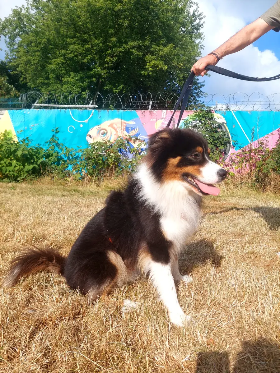 Hayato - Australian Shepherd - Bild 4