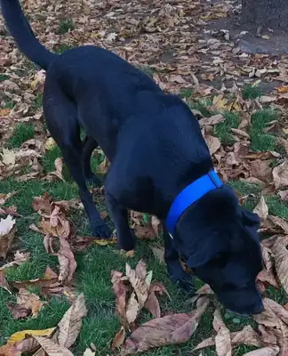 Yoshi – Labrador Retriever – Bild 18