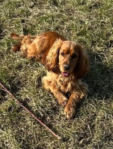 Dingo -  - Bild 1
