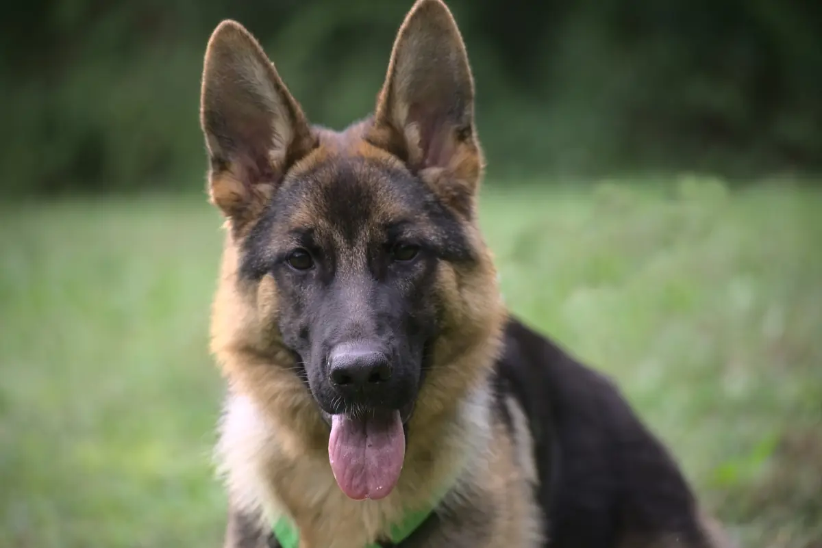 Stella - Deutscher Schäferhund - Bild 1