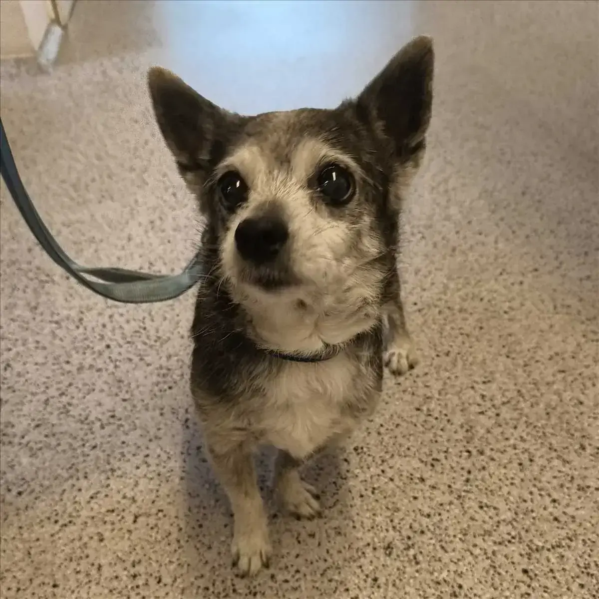 Chihuahua-Mix Mathilda