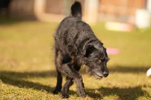 Franz - Riesenschnauzer - Bild 3