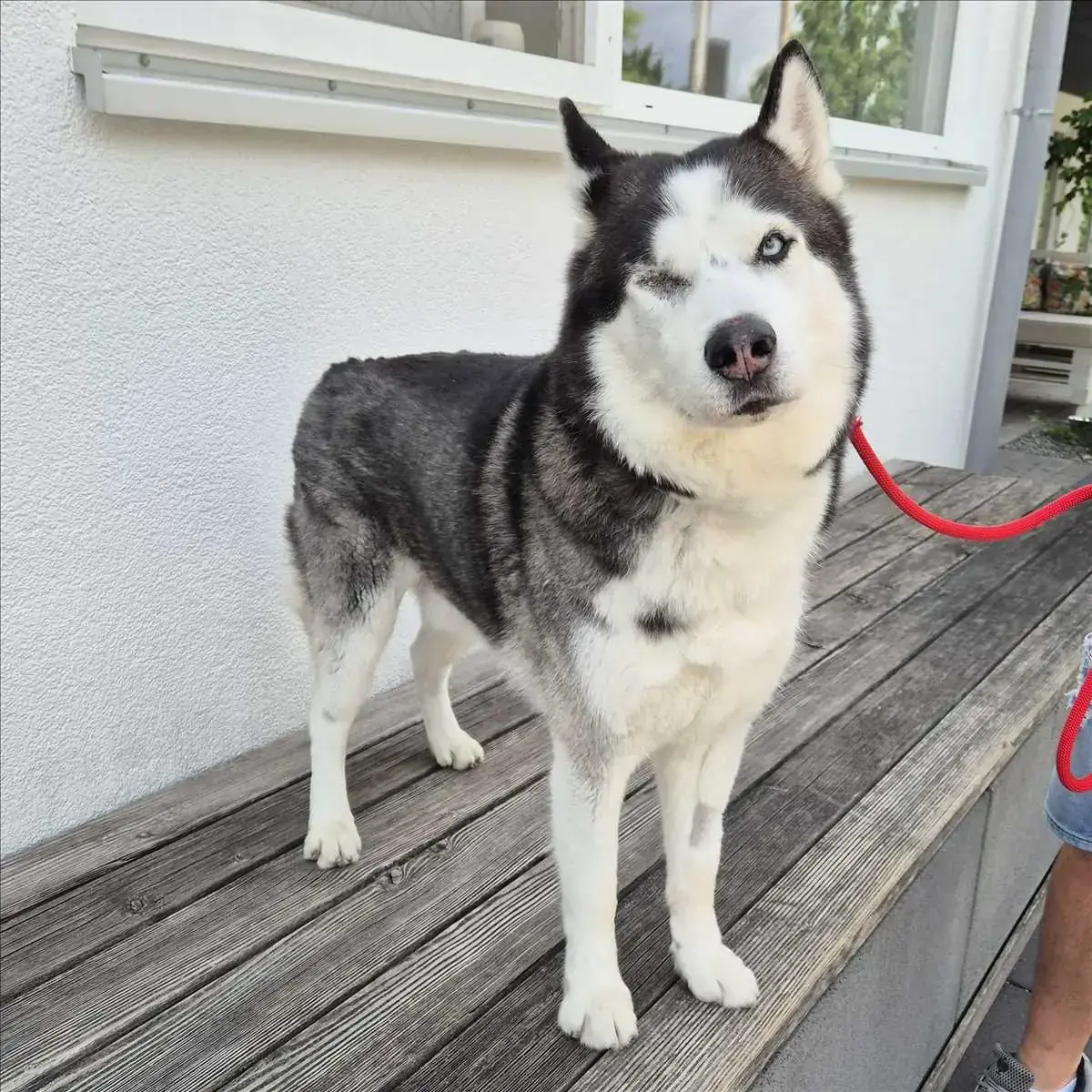 LEO - Siberian Husky - Bild 2