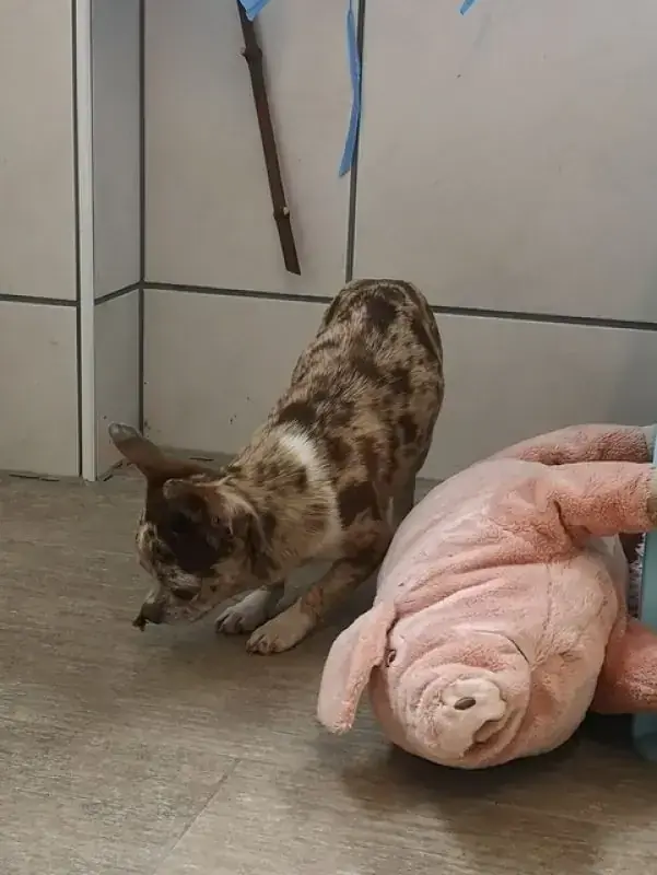 Hugo - Chihuahua - Bild 10