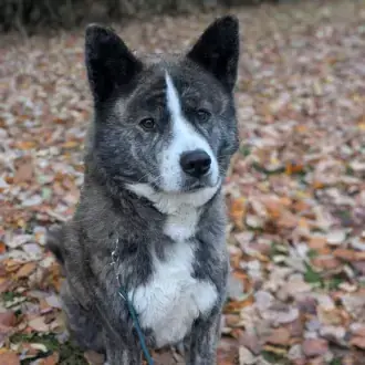 Lucy - Akita - Bild 1