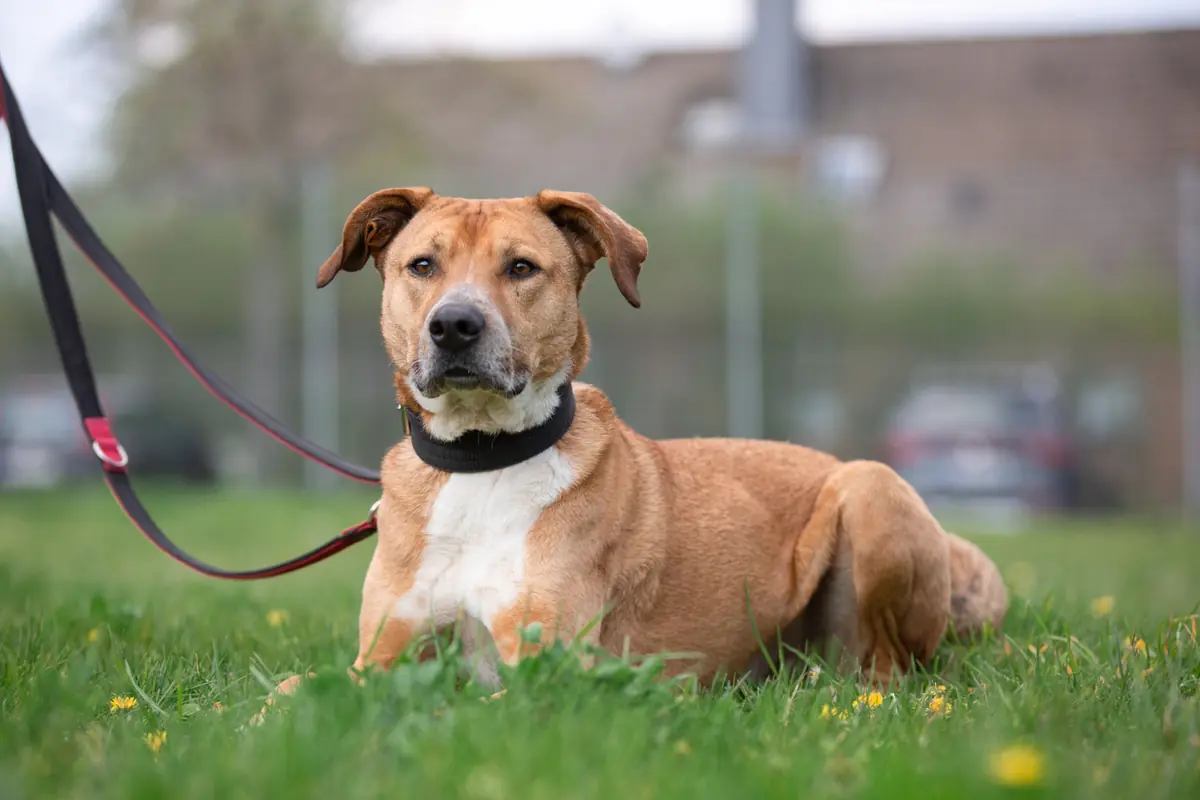Ben - Rhodesian Ridgeback - Bild 4
