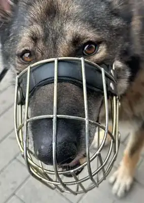 Wölfchen – Hund – Bild 20