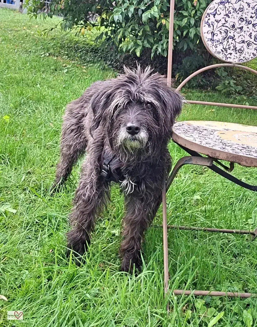Mittelschnauzer-Mix Ayla