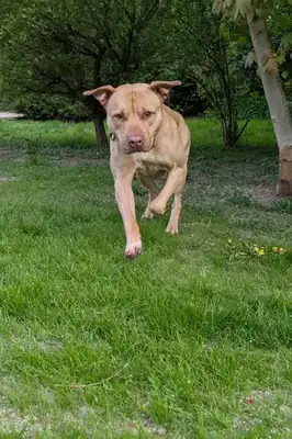 Ace – American Staffordshire Terrier – Bild 5