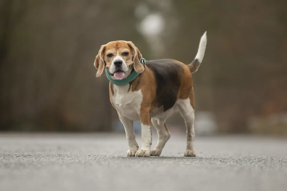 Taco - Beagle - Bild 3