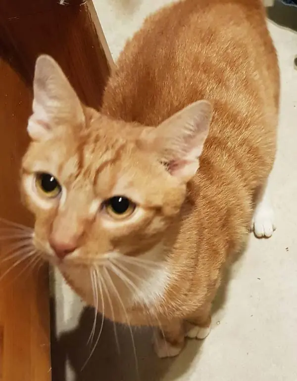 Simba -  - Bild 1