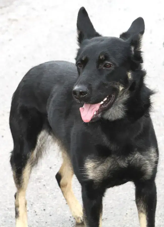 Amy - Deutscher Schäferhund - Bild 4