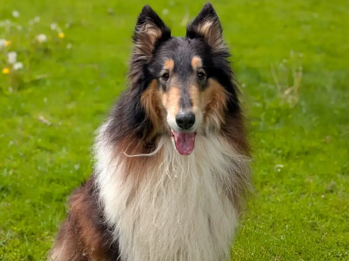 Fiete - Border Collie - Bild 4