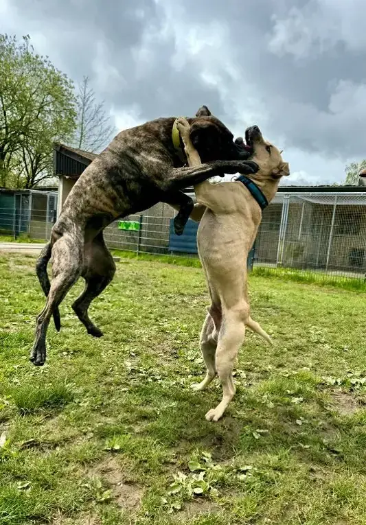Cora - Dogo Canario - Bild 16