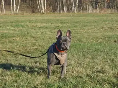 Cooper – Hund – Bild 5