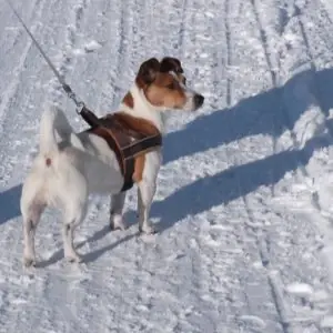 Benny -  - Bild 1
