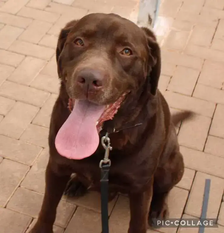 Neo - Labrador Retriever - Bild 4